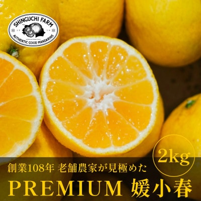 【数量限定】老舗農家が見極めたプレミアム【媛小春2kg】 愛媛県新品種【C70-99】