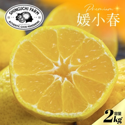 【数量限定】老舗農家が見極めたプレミアム【媛小春2kg】 愛媛県新品種【C70-99】