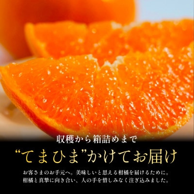 【数量限定】老舗農家が見極めたプレミアム【せとか3kg×2箱】柑橘の大トロ【H70-115】