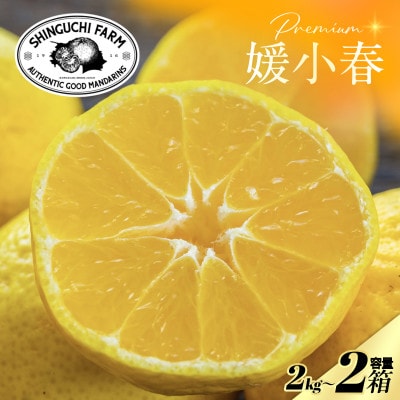 【数量限定】老舗農家が見極めたプレミアム【媛小春2kg×2箱】 愛媛県新品種【F70-117】
