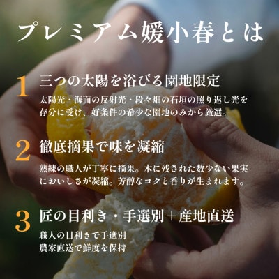 【数量限定】老舗農家が見極めたプレミアム【媛小春2kg×2箱】 愛媛県新品種【F70-117】