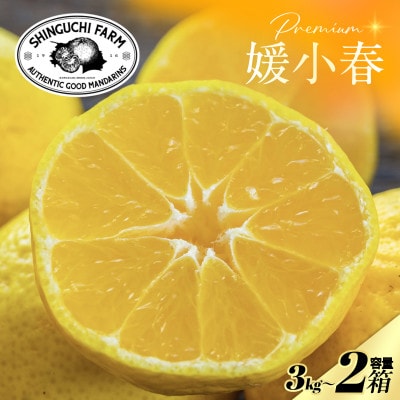 【数量限定】老舗農家が見極めたプレミアム【媛小春3kg×2箱】 愛媛県新品種【H70-118】