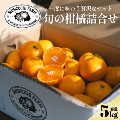 【愛媛 旬のプレミアム柑橘】極上食べ比べセット 5kg【E70-128】