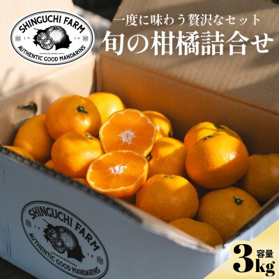 【愛媛 旬のプレミアム柑橘】極上食べ比べセット 3kg【D70-129】