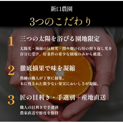 愛媛みかんの老舗厳選 旬のプレミアム柑橘 詰め合わせ 3kg【D70-129】