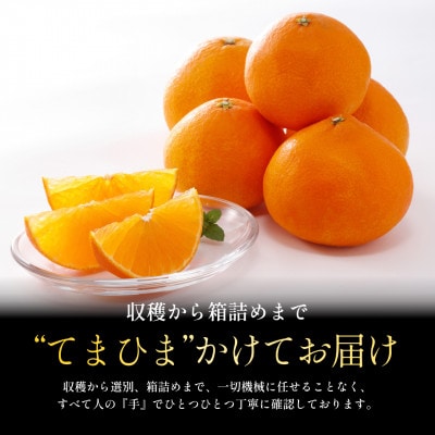 【紅まどんなと同品種】五代目が見極めた【まどんな 1.5kg】【C70-135】