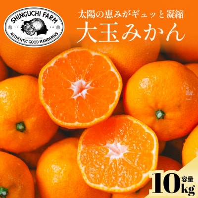 【大玉サイズ限定】五代目が厳選した愛媛みかん 10kg【C70-137】