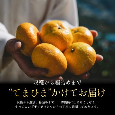 【大玉サイズ限定】五代目が厳選した愛媛みかん 10kg【C70-137】