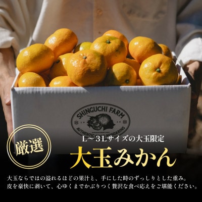 【大玉サイズ限定】五代目が厳選した愛媛みかん 10kg【C70-137】
