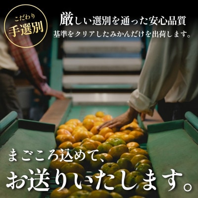 【大玉サイズ限定】五代目が厳選した愛媛みかん 10kg【C70-137】