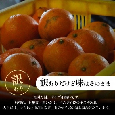 【今シーズン発送開始】五代目が厳選!訳ありまどんな3.5kg【紅まどんなと同品種】【D70-140】