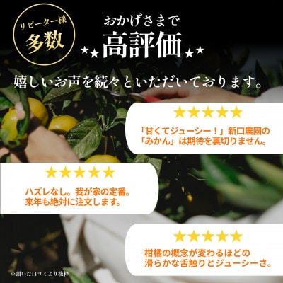紅プリンセスと同品種「甘平×まどんな」愛果48号【1.5kg】《新品種》【家庭用】【C70-146】