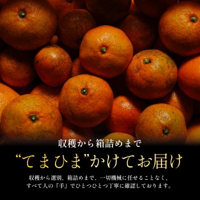 今シーズン発送開始!【訳あり】愛媛みかん 10kg 愛媛県産【D70-147】