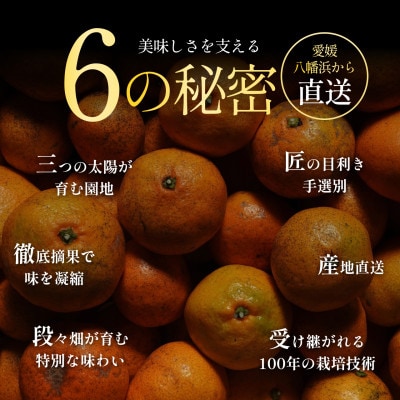 【今シーズン発送開始】五代目が厳選!訳あり愛媛みかん 5.5kg 新口農園【A70-149】