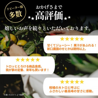 【美味しさそのまま】五代目が厳選!訳ありせとか 3.5kg 愛媛県産 新口農園【C70-156】