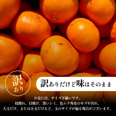 【美味しさそのまま】五代目が厳選!訳ありせとか 5.5kg 愛媛県産 新口農園【D70-157】
