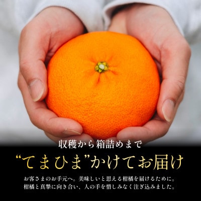 【数量限定】五代目が厳選した「完熟甘平」1.5kg【C70-158】