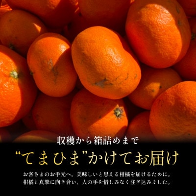 【数量限定】今シーズン発送!【訳あり】甘平 5kg【E70-166】