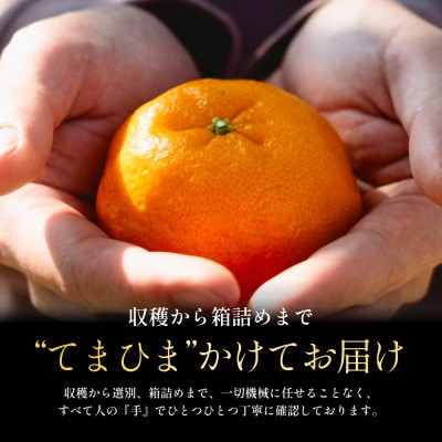 【数量限定】今シーズン発送!【訳あり】ポンカン 5kg 愛媛県産【C70-167】