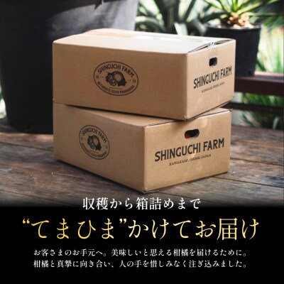 【愛媛人気2品種食べ比べ】せとか + 甘平 各1kg【C70-169】