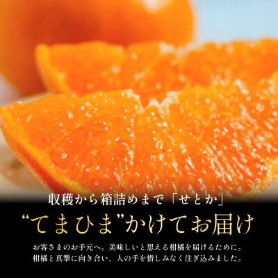 【愛媛人気2品種食べ比べ】せとか + 甘平 各1kg【C70-169】