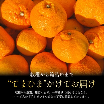 【数量限定】2026年2月下旬より順次発送!【訳あり】不知火 5kg【C70-170】