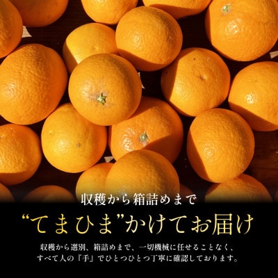 【数量限定】2026年2月下旬より順次発送!【訳あり】清見 5kg【C70-171】
