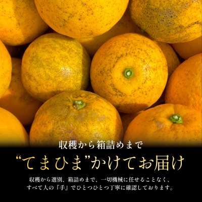 【さとふる限定】今シーズン発送!【訳あり】河内晩柑 5.5kg【A70-174】