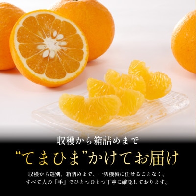 【さとふる限定】今シーズン発送!【訳あり】甘夏 5.5kg【A70-175】