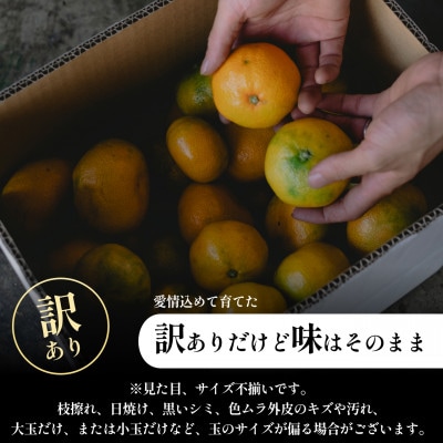 【訳ありだけど美味しさそのまま】極早生みかん 11kg【愛媛県産】【70-187】