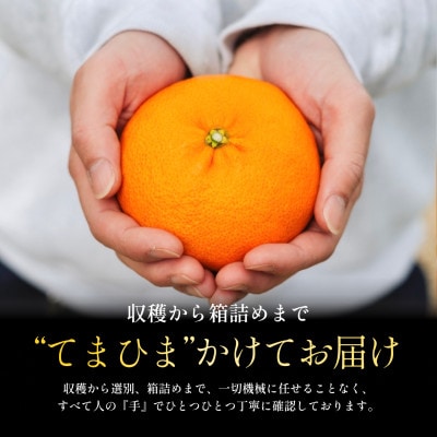 創業110年の伝統】五代目が厳選した甘平 1.5kg【70-184】 | 愛媛県