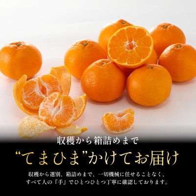 【創業110年】五代目が厳選した弾ける果肉 はるみ3kg【70-179】