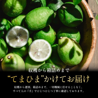 【発送月固定定期便】皮ごと食べられる【グリーンレモン】防腐剤・ワックス不使用【E70-172】全3回