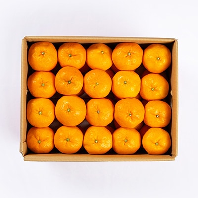 柑橘の鬼たちがつくる八幡浜産・温州みかん8kg[家庭用]【C56-17】