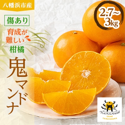 柑橘の鬼たちがつくる八幡浜産・鬼 マドンナ (2.7kg～3.0kg)[ 傷あり ]【E56-33】