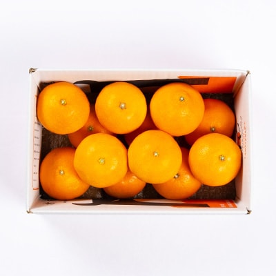 柑橘の鬼たちがつくる八幡浜産・鬼 マドンナ (2.7kg～3.0kg)[ 傷あり ]【E56-33】