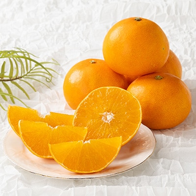 柑橘の鬼たちがつくる八幡浜産・鬼 マドンナ (2.7kg～3.0kg)[ 傷あり ]【E56-33】