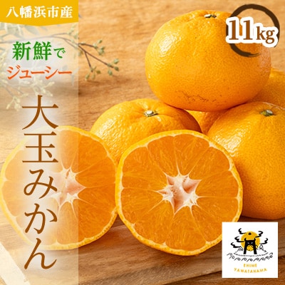 愛媛県八幡浜市産大玉みかん11kg【C56-59】