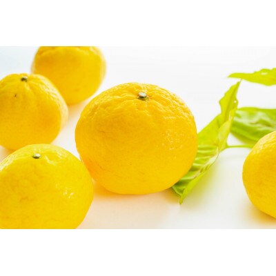 愛媛八幡浜産　媛小春10kg【H56-93】