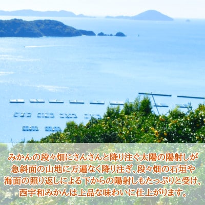 JAにしうわの季節の柑橘(日の丸共選 「千兩」 約5kg)【D08-2】
