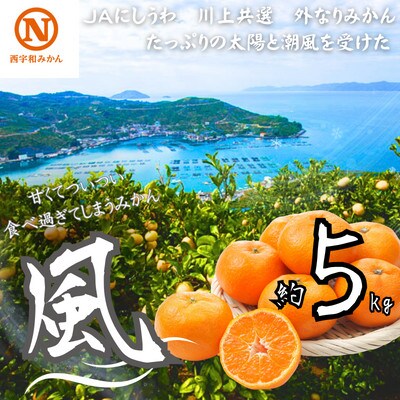 JAにしうわの季節の柑橘(川上共選　風5kg)【C08-22】