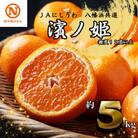 JAにしうわの季節の柑橘(八幡浜共選「濱ノ姫」約5kg)【E08-41】