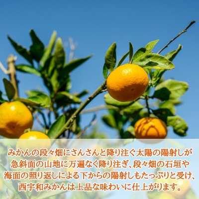 JAにしうわの季節の柑橘(八幡浜共選「濱ノ姫」約2.5kg)【D08-76】
