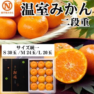 JAにしうわ季節の柑橘 温室みかん:二段重 S30玉・M24玉・L20玉 サイズ統一【F08-51】