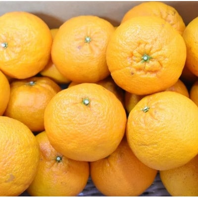 JAにしうわ「不知火(しらぬひ)バラ詰め」約5kg(家庭用)【C08-95】