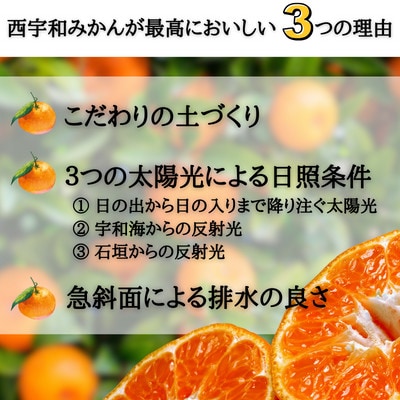 JAにしうわ直送　にしうわ温州みかん　約5kg【C08-97】