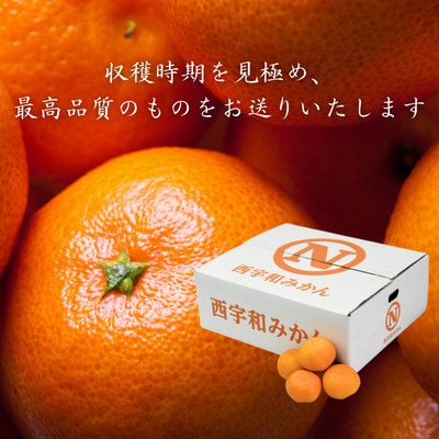 JAにしうわ直送　にしうわ温州みかん　約5kg【C08-97】