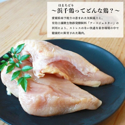 浜千鶏セット(フレッシュ)【C29-1】