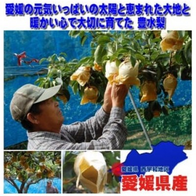 愛媛県産大玉豊水梨(10～12玉)【贈答用】【F35-3】
