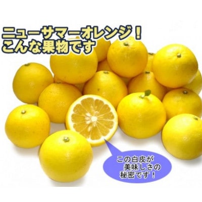 爽やかな甘さと鮮やかな色!愛媛県八幡浜産・ニューサマーオレンジ10kg【E35-23】